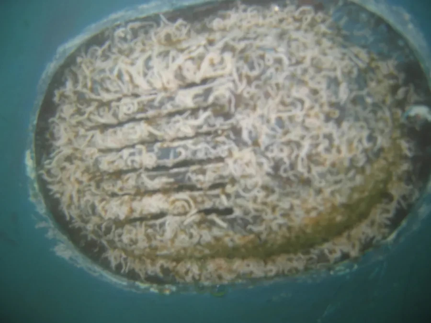 Hull Surface showing marine growth at 2 Weeks in Southern California waters
