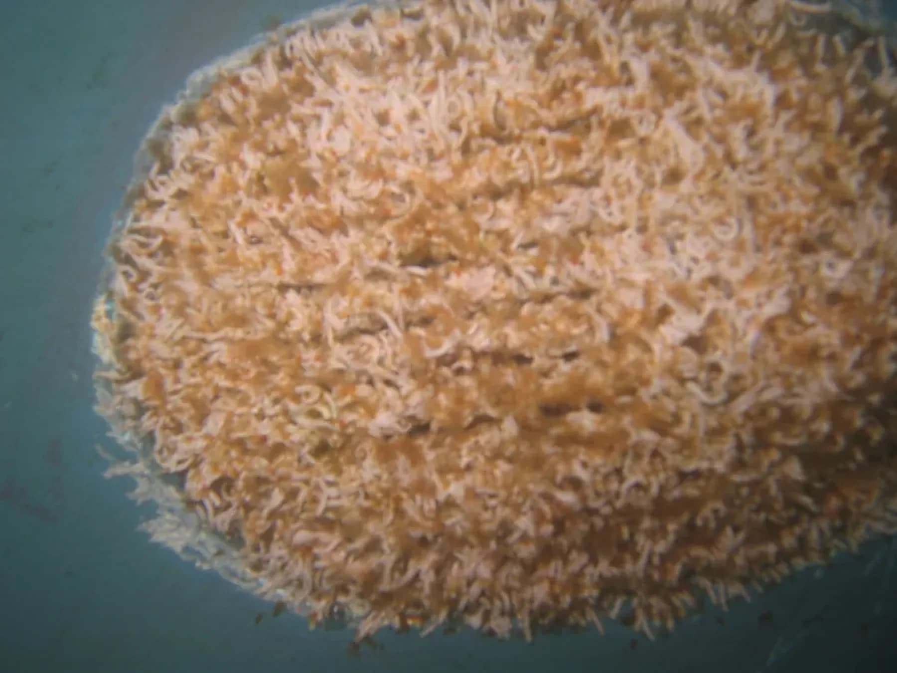 Hull Surface showing marine growth at 3 Weeks in Southern California waters