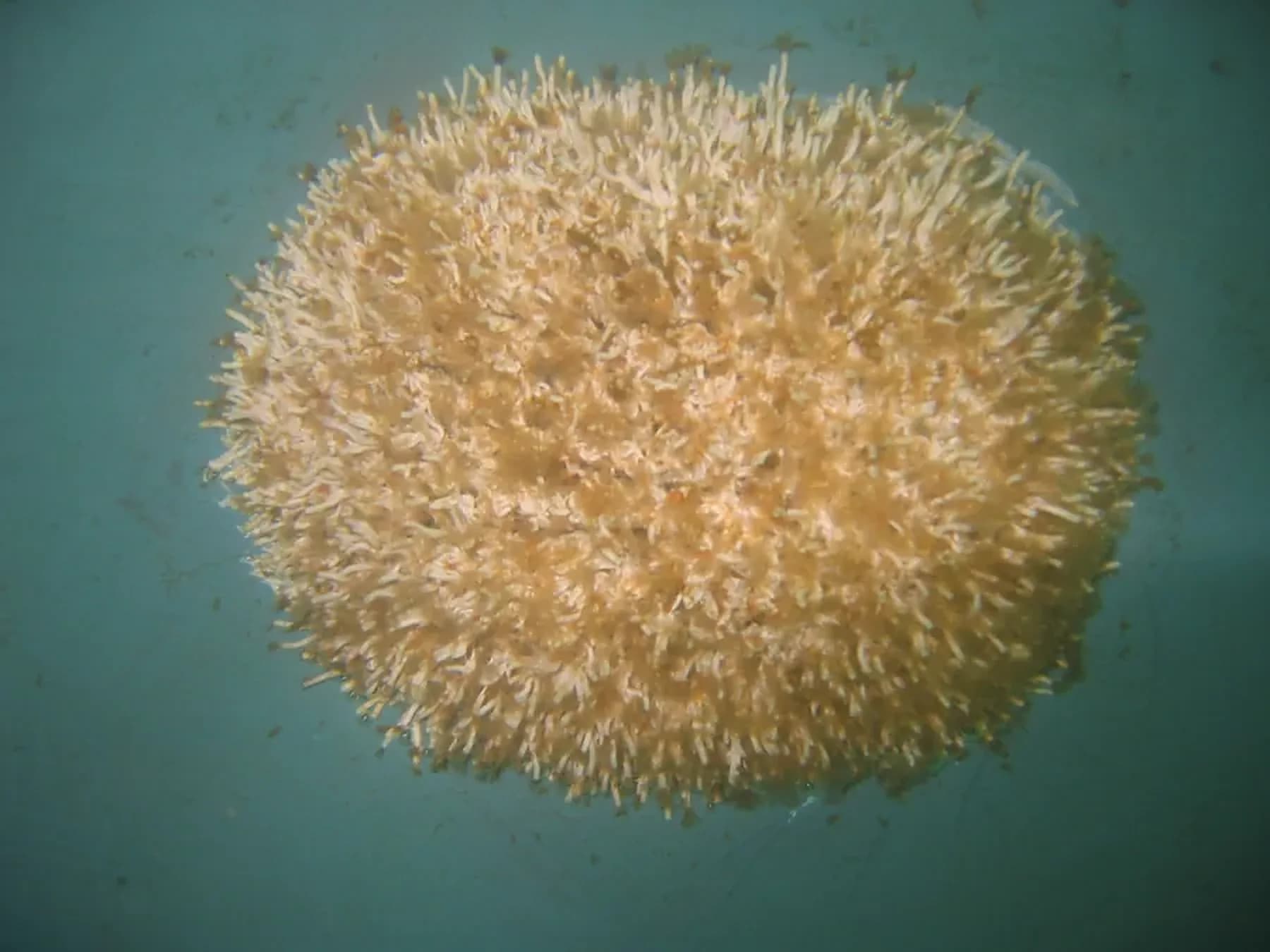 Hull Surface showing marine growth at 4 Weeks in Southern California waters